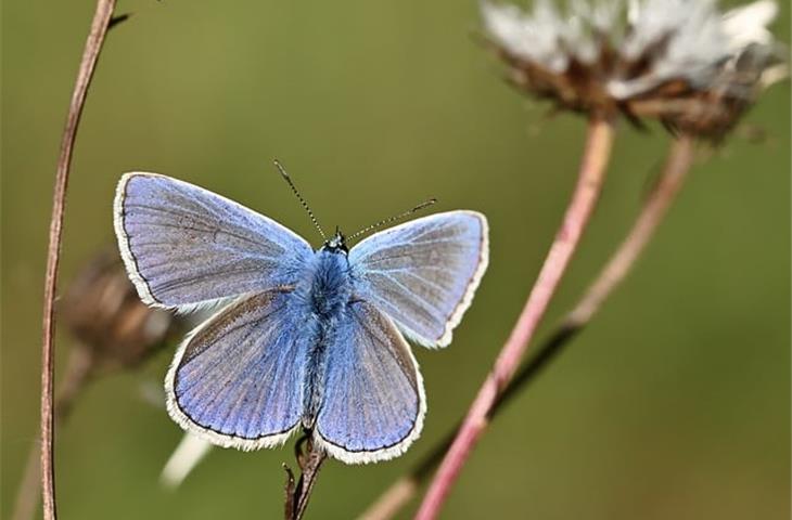 butterfly hinge