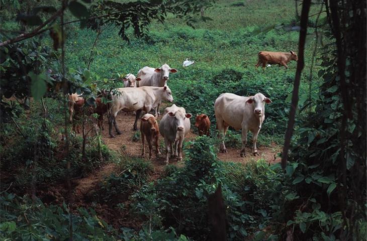 cattle gate hinges