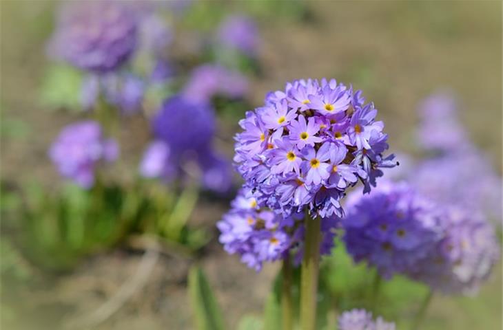 small spring hinges for crafts