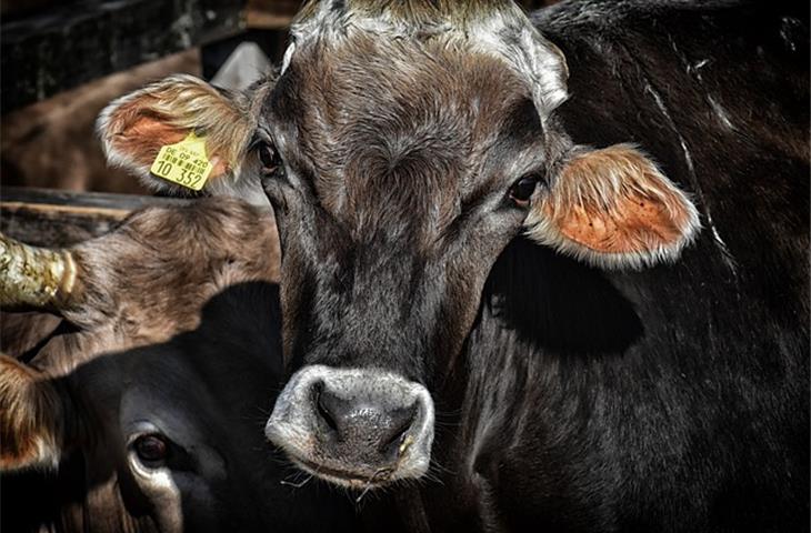 cattle gate hinges